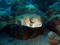 Porcupinefish is a spiny puffer.  He gets large about 3 feet.