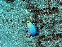 Yellowhead Jawfish