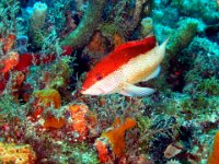Bicolor Variation Coney Sea Bass Bahama Islands