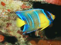 Queen Angelfish Juveniel