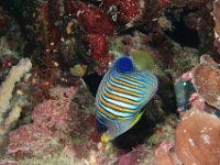 Regal Angelfish