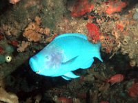 Blue Parrotfish, Supermale with squared-off head.
