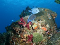 Blue Tang Surgeonfish