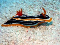 Magnificent Chromodoris Nudibranch on the Great Barrier Reef in Australia. Notice the large crown of feather-like anal gills.