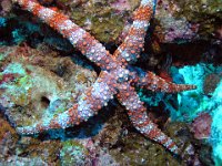Knobby Fromia Sea Star in Milne Bay, Papua New Guinea