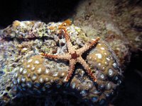 Orange Marble Sea Star in Milne Bay, Papua New Guinea