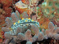 Indo Pacific Nudibranch on stony coral