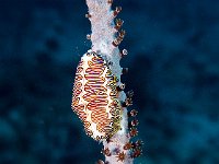 Fingerprint Cyphoma white mantle with numerous finger print-liked designs of black and gold. Like to attach to gorgonians.