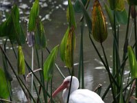 American White Ibis nesting, her eyes are bright blue.