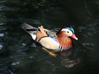 Asian Wood Duck