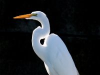 Crane West Coast Florida